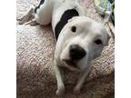Adopt Dolley Madison a White American Staffordshire Terrier dog in Whitestone