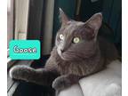 Adopt Goose a Gray or Blue Domestic Shorthair / Mixed Breed (Medium) / Mixed