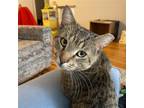 Adopt Casey Stengel a Brown Tabby Domestic Shorthair / Mixed cat in Brooklyn