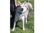 Adopt Togo (was Kane) a White - with Gray or Silver Husky / Mixed dog in