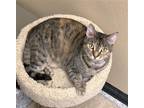 Adopt Claire (Napa Petco) a Brown or Chocolate (Mostly) Domestic Shorthair /