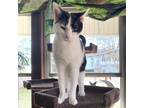 Adopt LuLu a Black & White or Tuxedo Domestic Shorthair / Mixed (short coat) cat