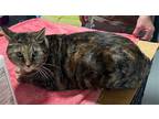 Adopt Kandy (Beautiful and shy) a Brown Tabby Domestic Shorthair / Mixed (short