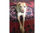 Adopt Bella Bae a Tan/Yellow/Fawn Shar Pei / Labrador Retriever / Mixed dog in