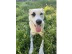 Adopt Tessa a Tan/Yellow/Fawn - with White Great Pyrenees / Husky / Mixed dog in