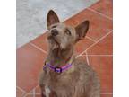 Adopt Kira a Irish Terrier / Australian Cattle Dog / Mixed dog in Seattle