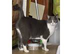 Adopt Sugar - NC a Black & White or Tuxedo Domestic Shorthair / Mixed (short