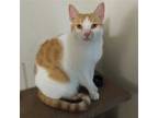 Adopt Dixie (SL) a Orange or Red (Mostly) Domestic Shorthair / Mixed (short
