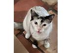 Adopt Yoko Ono (Texas Only) a Siamese / Mixed cat in Des Moines, IA (37714048)