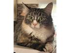 Adopt Annabelle (Texas Only) a Domestic Shorthair / Mixed cat in St.