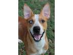 Adopt Rascal a Tan/Yellow/Fawn - with White Pit Bull Terrier / Mixed dog in El