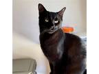 Adopt Willie a All Black Domestic Mediumhair / Mixed (medium coat) cat in Santa