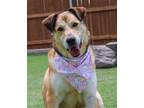 Adopt Buddy a Tan/Yellow/Fawn Great Dane / Shepherd (Unknown Type) / Mixed dog