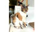 Adopt Delta a Calico or Dilute Calico Domestic Shorthair / Mixed (short coat)