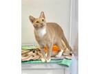 Adopt Cheddar a Cream or Ivory (Mostly) Domestic Shorthair / Mixed (short coat)