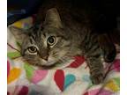 Adopt Clawdia (lovely girl) a Brown Tabby Domestic Shorthair / Mixed (short