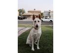 Adopt Rose a White Shepherd (Unknown Type) / Mixed dog in El Centro