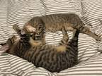 Adopt Willy & Wally a Brown Tabby Domestic Shorthair (short coat) cat in Castro