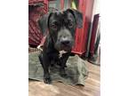 Adopt Olympia a Black Labrador Retriever / American Pit Bull Terrier / Mixed dog