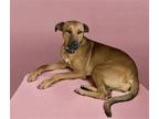 Adopt Lolly a Tan/Yellow/Fawn Labrador Retriever / Retriever (Unknown Type) /