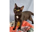 Adopt Jaguar a Black (Mostly) Domestic Shorthair / Mixed (short coat) cat in