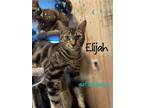 Adopt Elijah a Brown Tabby Domestic Shorthair / Mixed (short coat) cat in