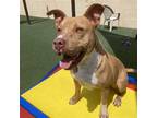 Adopt Theo-$75 Adoption Fee! Diamond Dog! a Tan/Yellow/Fawn Pit Bull Terrier /