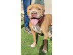 Adopt Lucky a Brown/Chocolate - with White Pit Bull Terrier / Mixed dog in