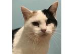 Adopt Buckeye a Calico or Dilute Calico Calico / Mixed (short coat) cat in