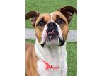 Adopt Katie a Tricolor (Tan/Brown & Black & White) Boxer / Mixed dog in Dumont