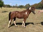 WELSH PONY 12 hands