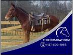 Chestnut Gaited/Trail/Show/Trick Molly Mule - Available on [url removed]