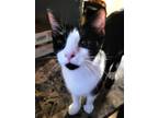 Adopt Bill a Black & White or Tuxedo Domestic Shorthair / Mixed (short coat) cat