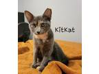 Adopt KitKat #lounges-with-meowmy a Tortoiseshell Domestic Shorthair / Mixed