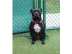 Adopt Damon a Black Mixed Breed (Large) / Mixed dog in Hamilton, OH (36028510)