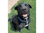Adopt Skip a Black Labrador Retriever / American Pit Bull Terrier / Mixed dog in