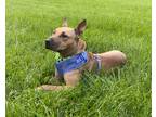 Adopt Bianca Bean - Local Foster Dog a American Pit Bull Terrier / Mixed dog in