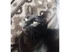 Adopt Love Bug a All Black Domestic Shorthair / Mixed (short coat) cat in