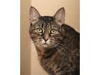 Adopt Tunie a Domestic Shorthair / Mixed (short coat) cat in North Fort Myers