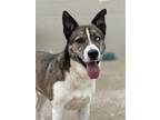 Adopt Quill a Brindle - with White Husky / Akita / Mixed dog in Kansas City