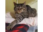 Adopt Teddy a Gray or Blue Domestic Shorthair / Mixed cat in Bensalem