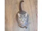 Adopt Pin a Brown Tabby Domestic Shorthair / Mixed (short coat) cat in Los