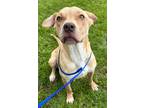 Adopt Elvira a Tan/Yellow/Fawn Retriever (Unknown Type) / Mixed dog in