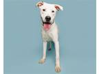 Adopt Colbert a Mixed Breed (Large) / Mixed dog in Durham, NC (37546436)