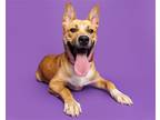 Adopt Mango a Mixed Breed (Large) / Mixed dog in Durham, NC (37778382)