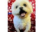 Adopt Charlie a White Shih Tzu / Mixed dog in Ramona, CA (37683569)