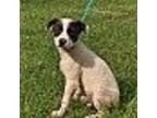 Adopt CHEYENNE a White - with Black Beagle / Border Collie / Mixed dog in