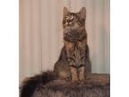 Adopt Ruby a Domestic Shorthair / Mixed (short coat) cat in Phoenix