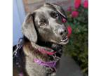 Adopt Livia a Black Labrador Retriever / Mixed dog in Itasca, IL (35337813)