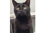 Adopt Caterina a All Black Domestic Shorthair / Domestic Shorthair / Mixed cat